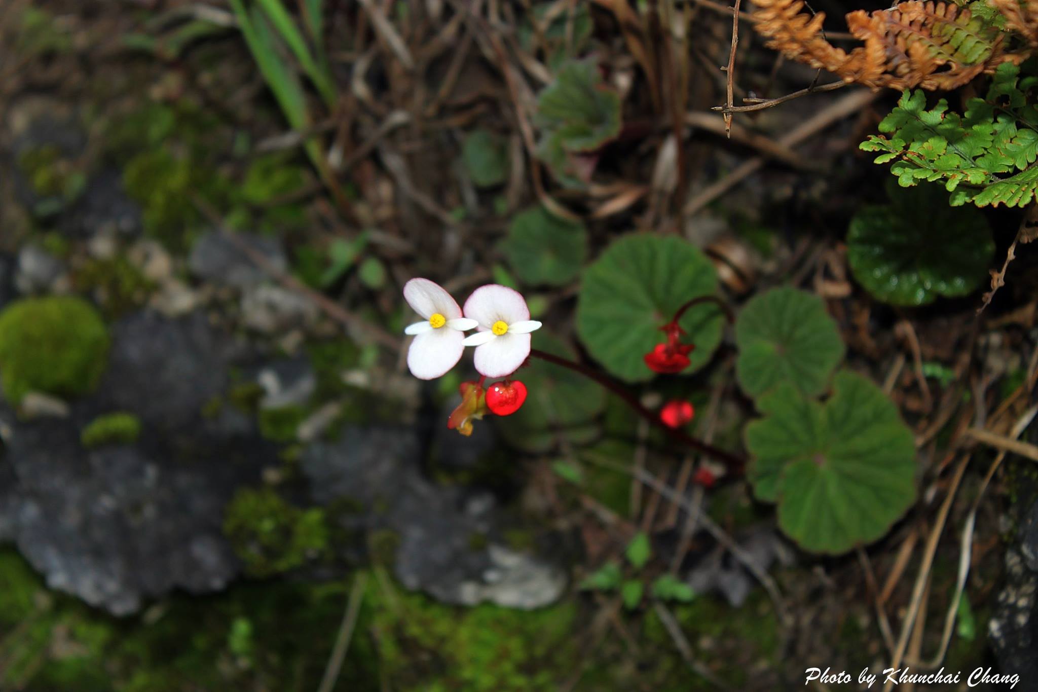 B. soluta